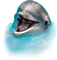 dolphins bp - nemokama png animuotas GIF