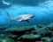 requin - darmowe png animowany gif
