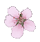 Pink.Flower.Fleur.gif.Victoriabea - GIF animé gratuit GIF animé