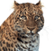leopardo - PNG gratuit GIF animé