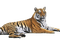 Kaz_Creations Animal-Tiger - Free animated GIF