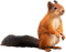squirrel katrin - gratis png animeret GIF