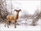 Widder im Schnee - Ilmainen animoitu GIF animoitu GIF