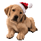 Christmas.Dog.Chien.Noël.gif.Victoriabea - GIF animé gratuit GIF animé
