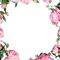 peony frame cadre fleur pivoine