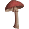Mushroom - darmowe png animowany gif