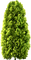 tub arbre - Free PNG Animated GIF