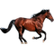cheval - gratis png animeret GIF