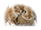 Kaz_Creations  Animals Cat Kitten Rabbit - Free PNG Animated GIF
