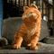 Garfield - GIF animé gratuit GIF animé