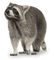 raccoon bp - безплатен png анимиран GIF