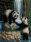 panda - GIF animasi gratis GIF animasi