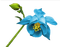fleur, flower - gratis png animeret GIF