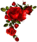 flower-rose-red - PNG gratuit GIF animé