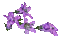 purple flowers - GIF animé gratuit GIF animé
