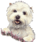 dolceluna white dog - Animovaný GIF zadarmo animovaný GIF