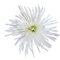 dolceluna spring flower summer white - ingyenes png animált GIF