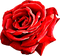 Rose.Red - nemokama png animuotas GIF