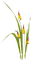 Planta de otoño - darmowe png animowany gif