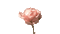 Nina flower - 無料のアニメーション GIF アニメーションGIF