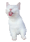 Cat, Katze, - Free animated GIF Animated GIF