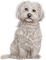 Dog - ingyenes png animált GIF