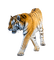 tiikeri, tiger - darmowe png animowany gif