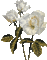 fleur_flower_fleurs-gif-animation-tube-rose-decoration-image_blanc-white_Blue DREAM 70