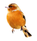 fågel-----bird - kostenlos png Animiertes GIF