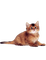 cat - kostenlos png Animiertes GIF