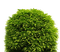 plants katrin - ilmainen png animoitu GIF