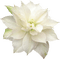 Kaz_Creations Deco Flowers Flower Colours - png gratuito GIF animata
