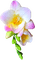 orchidea - PNG gratuit GIF animé