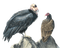 vultures - δωρεάν png κινούμενο GIF