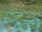 pond background - kostenlos png Animiertes GIF