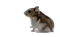 hamster1 - GIF animado grátis