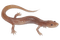 grotto salamander - Free animated GIF
