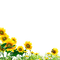 sunflowers Bb2 - PNG gratuit GIF animé