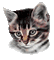 MMarcia gif gatinho  chaton kitten - Free animated GIF Animated GIF