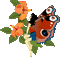 fee papillon - Darmowy animowany GIF animowany gif
