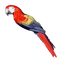 perroquet - PNG gratuit GIF animé