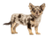 Chihuahua - Free PNG Animated GIF