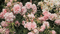 Roses - Darmowy animowany GIF animowany gif