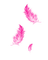 pink feather plume - Free PNG Animated GIF