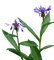 plants katrin - бесплатно png анимированный гифка