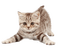 cats,gato-l - 免费PNG 动画 GIF