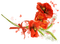 Deco.Fleurs.Flowers.Coquelicots.Poppies.Bouquet.Victoriabea - darmowe png animowany gif