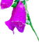 Digitale Rosée Aquarelle - бесплатно png анимированный гифка