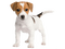 chien - png gratuito GIF animata