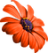 fleur-orange-fiore-arancione-flower-blomma-orange-minou52 - PNG gratuit GIF animé